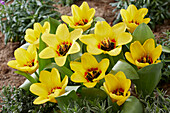 Tulpe (Tulipa) 'Eco', gelb