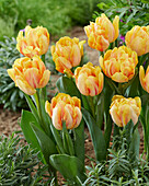 Tulipa Foxy Foxtrot