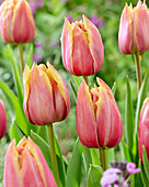 Tulipa Theo 2