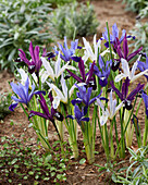 Zwerg-Iris (Iris Reticulata), Mischung