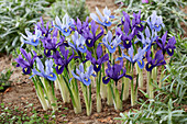Zwerg-Iris (Iris Reticulata) 'Alida', 'Pixie'