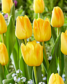 Tulpe (Tulipa) 'El Dorado'