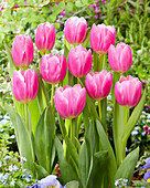 Tulpe (Tulipa) 'Dreamcloud'