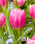 Tulpe (Tulipa) 'Dreamcloud'