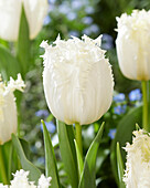 Tulpe (Tulipa) 'Theo 1'