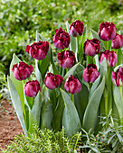 Tulpe (Tulipa) '486-535-05-1'