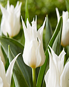 Tulpe (Tulipa) 'White Satin'