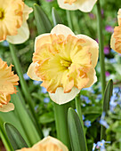 Narzisse (Narcissus) 'Easter Party'