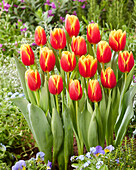 Tulpe (Tulipa) 'Rock Fire'