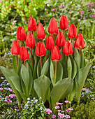 Tulpe (Tulipa) 'Firebolt'