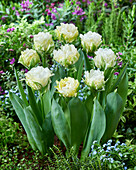 Tulpe (Tulipa) 'Whipped Cream'