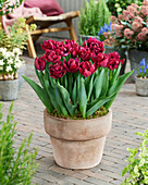 Tulpe (Tulipa) 'Cranberry Thistle'