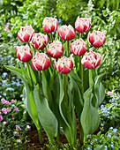 Tulipa Sarana