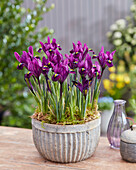 Zwerg-Iris (Iris Reticulata) 'Purple Hill'