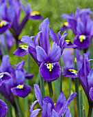 Zwerg-Iris (Iris Reticulata) 'Blue Hill'