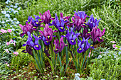 Zwerg-Iris (Iris Reticulata) 'Blue Hill', 'Purple Hill'