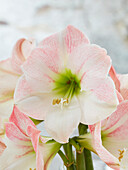 Ritterstern, auch Amaryllis (Hippeastrum) 'Apple Blossom'