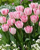 Tulipa Foxtrot