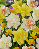 Narcissus mix