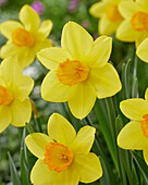 Narcissus Juanita