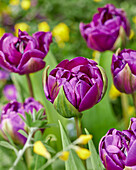 Tulpe (Tulipa) 'Negrita Double'