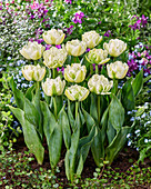 Tulipa White Valley