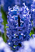 Hyazinthe (Hyacinthus) 'Blue Tango'
