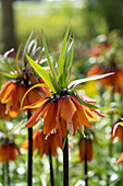 Fritillaria imperialis Orange Beauty