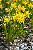 Narzisse (Narcissus) 'Tiny Bubbles'