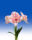 Hippeastrum Ozzy