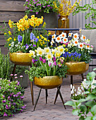 Spring bulbs on pots