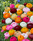 Ranunculus Mixed