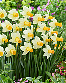 Narzisse (Narcissus) 'Terry'