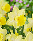 Narzisse (Narcissus) ' Ladea'