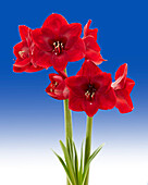 Ritterstern, auch Amaryllis (Hippeastrum) 'Premiere'