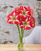 Ritterstern, auch Amaryllis (Hippeastrum) 'Monte Carlo'