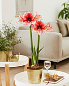 Ritterstern, auch Amaryllis (Hippeastrum) 'Stardust'