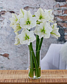 Ritterstern, auch Amaryllis (Hippeastrum)