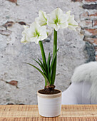 Ritterstern, auch Amaryllis (Hippeastrum)