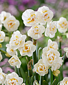 Narzisse (Narcissus) 'Bridal Crown'