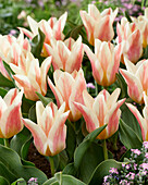 Tulpe (Tulipa) 'Quebec'
