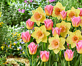 Narzisse (Narcissus) 'Tom Pouce', Tulpe (Tulipa) 'Tom Pouce'
