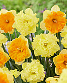 Narzisse (Narcissus) 'Flyer', ' Helle Corsage'
