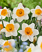 Narzissen (Narcissus) 'Sound'