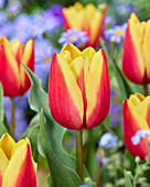 Tulpe (Tulipa) 'Jan Seignette'