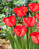Tulpe (Tulipa) 'Red Impression'