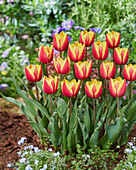 Tulpe (Tulipa) 'Jan Seignette'