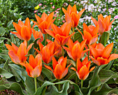 Tulpe (Tulipa) 'Orange Toronto'