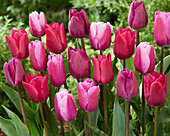Tulipa Triumph mix