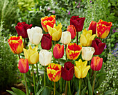 Tulipa colourful mix